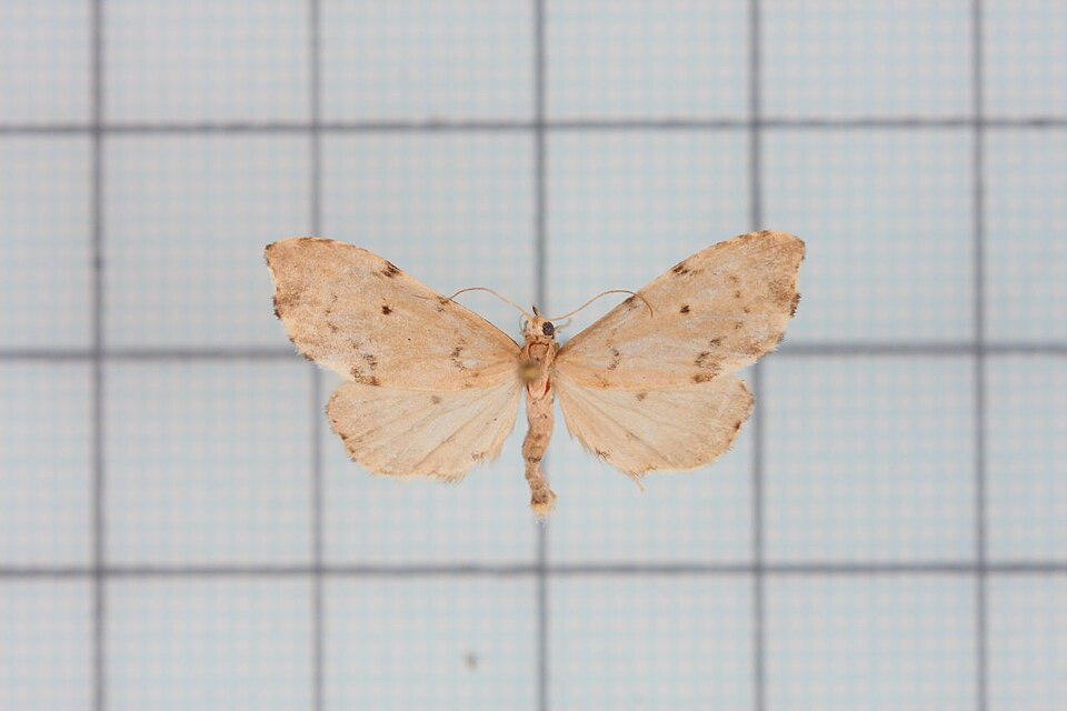 Fayl:Macaduma cretacea.jpg