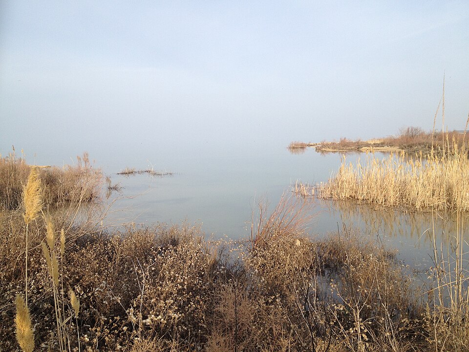 Fayl:Reedbed near Tudakul.JPG