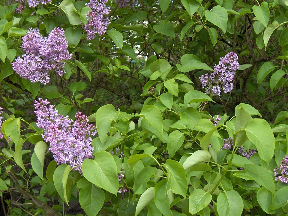 Fayl:Syringa.vulgaris(01).jpg