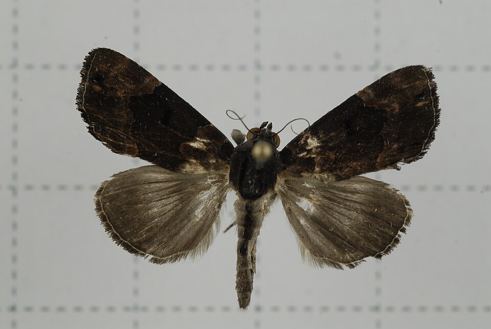 Fayl:V02-20140721-042 (15288889019).jpg