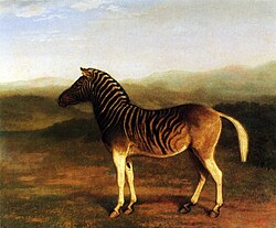 Erkak Quagga, 1800-yillarning boshi, Qirollik jarrohlar kolleji