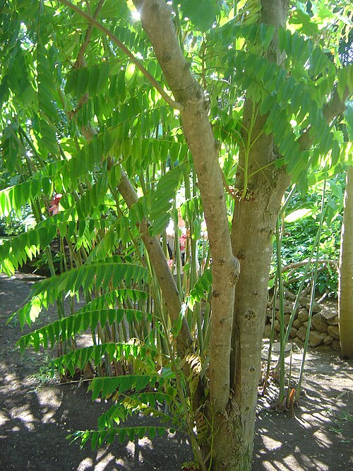 Fayl:Averrhoa bilimbi dsc03692.jpg