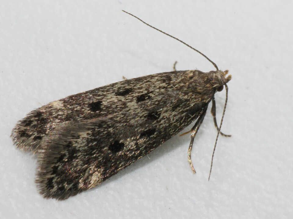 Fayl:Bryotropha galbanella (26013958367).jpg