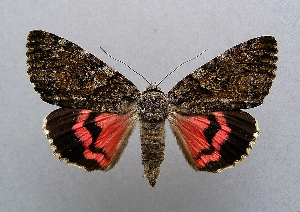 Fayl:Catocala dilecta.jpg