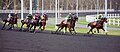 Vincennes poygasi