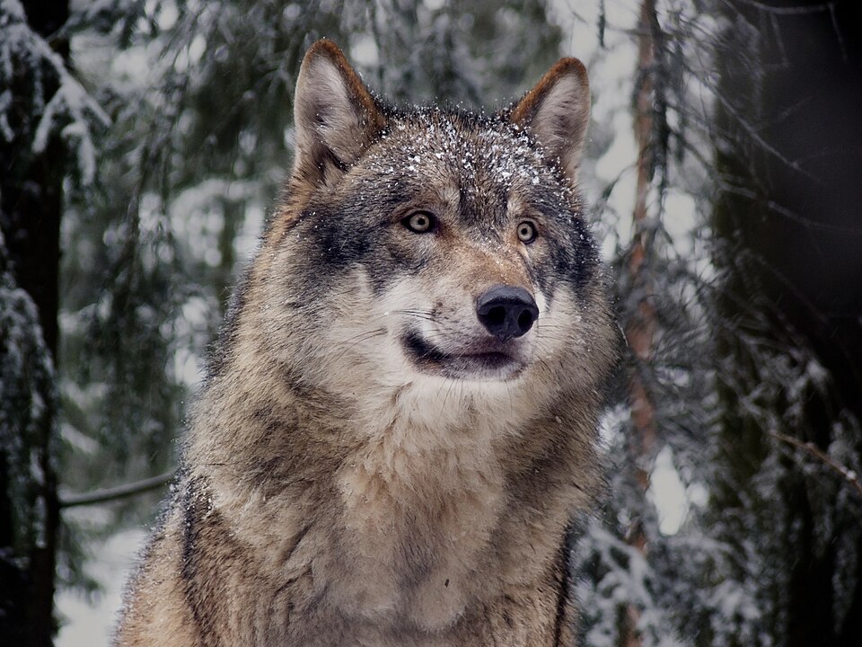 Fayl:Grauwolf P1130272 new.jpg