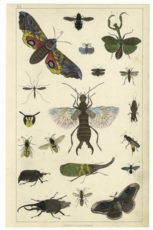 Fayl:Insekter.jpg