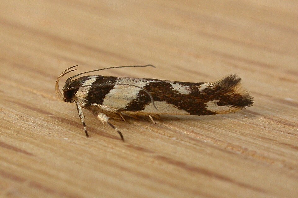 Fayl:Macrobathra desmotoma.jpg