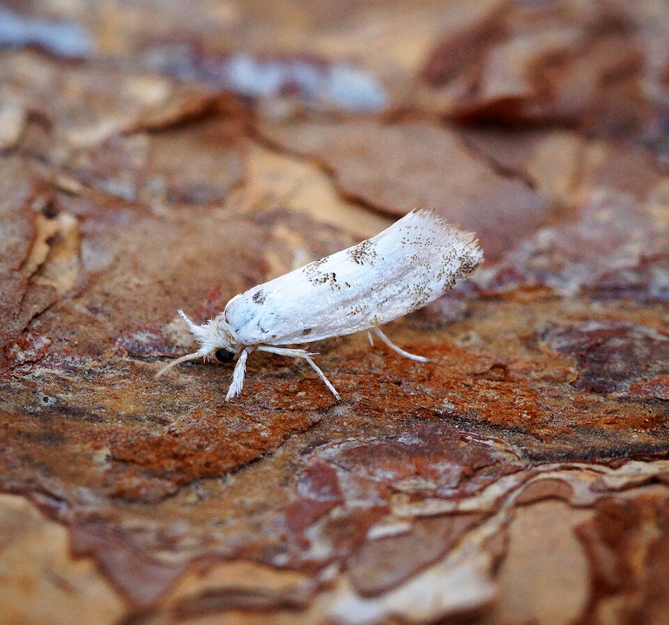Fayl:Niphonympha dealbatella (36814083361).jpg