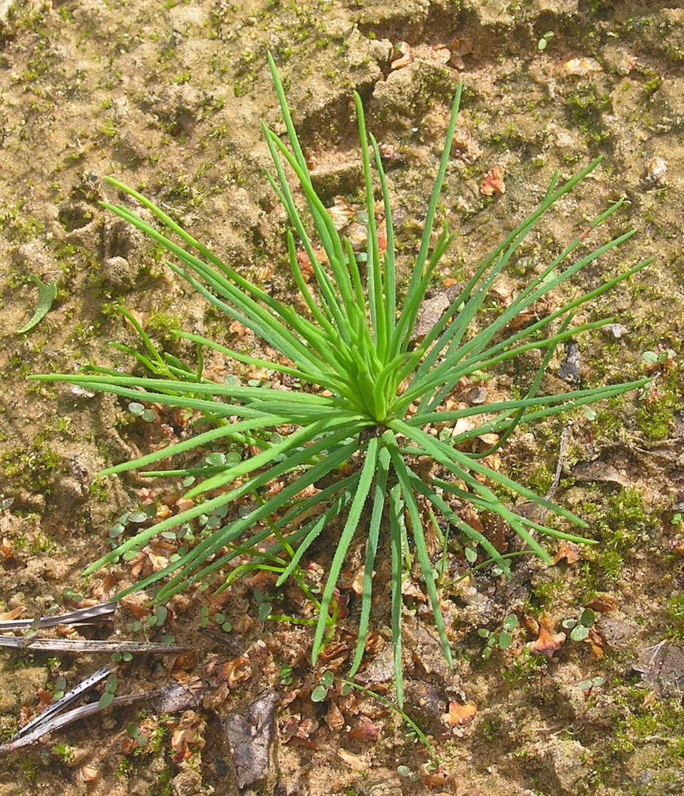 Fayl:Pinus syvestris seedling.jpg