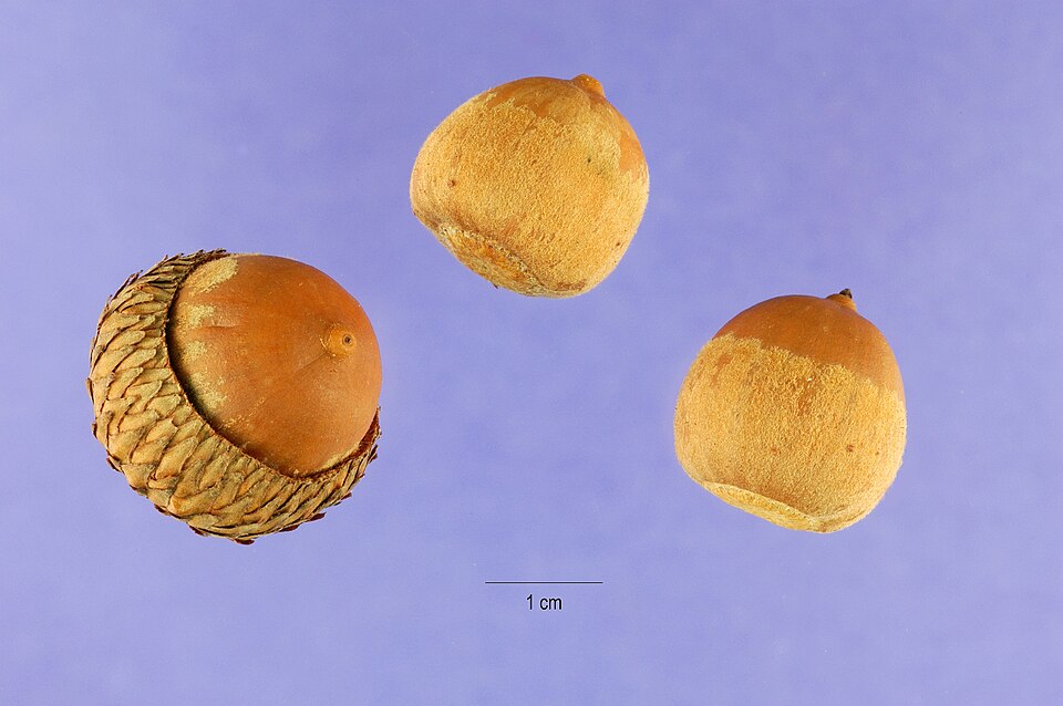 Fayl:Quercus velutina acorns.jpg