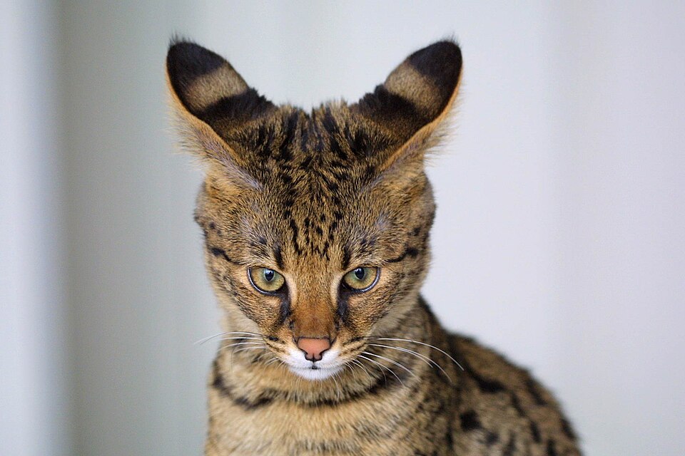 Fayl:Savannah Cat closeup.jpg
