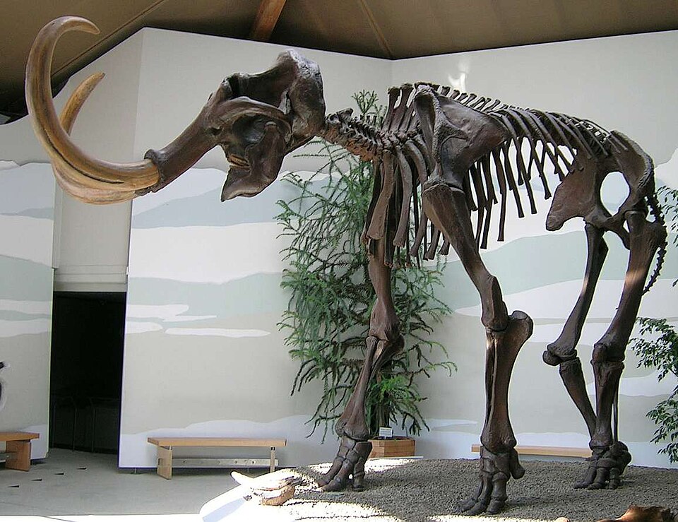 Fayl:Siegsdorfer Mammut.jpg