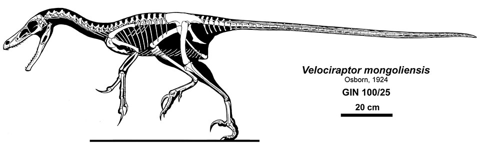 Fayl:Velociraptor.jpg