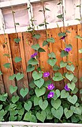 Ipomoea purpurea, Sharqiy Sibir