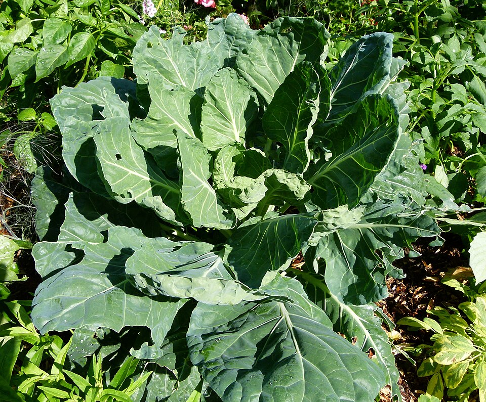 Fayl:Chou au Parc floral.JPG