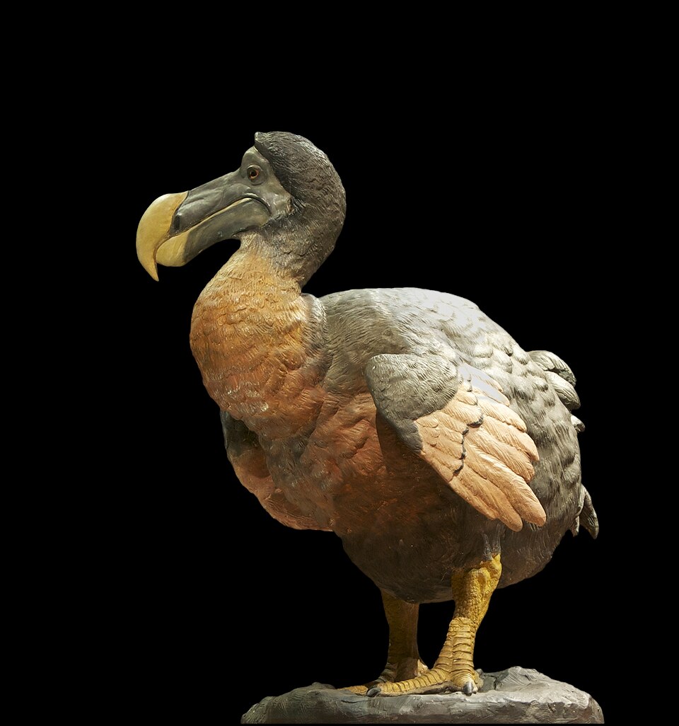 Fayl:Dronte dodo Raphus cucullatus.jpg