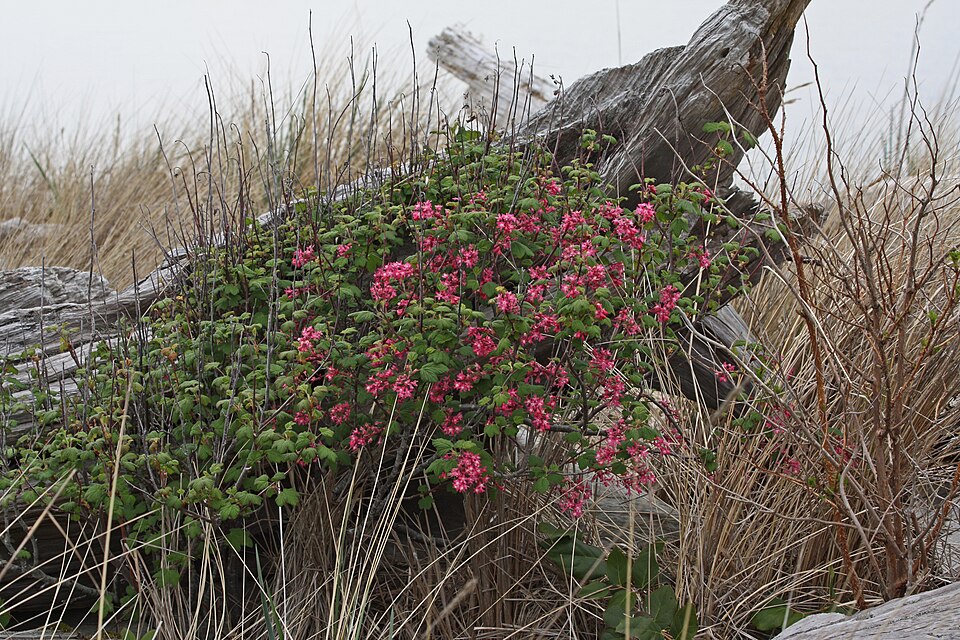Fayl:Ribes sanguineum 5724.JPG