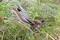 Ajoyib Lirebird