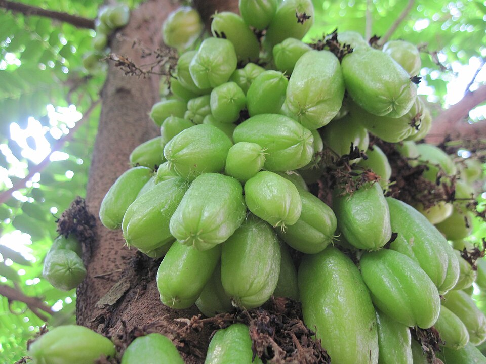Fayl:Averrhoa bilimbi 2011.jpg