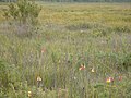 Surveyors soyi yaqinidagi hiloldoshlar oilasiga mansub blandfordia grandiflora