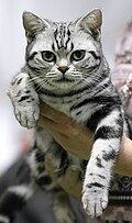 Tabby yuzli qoramtir mushuk.