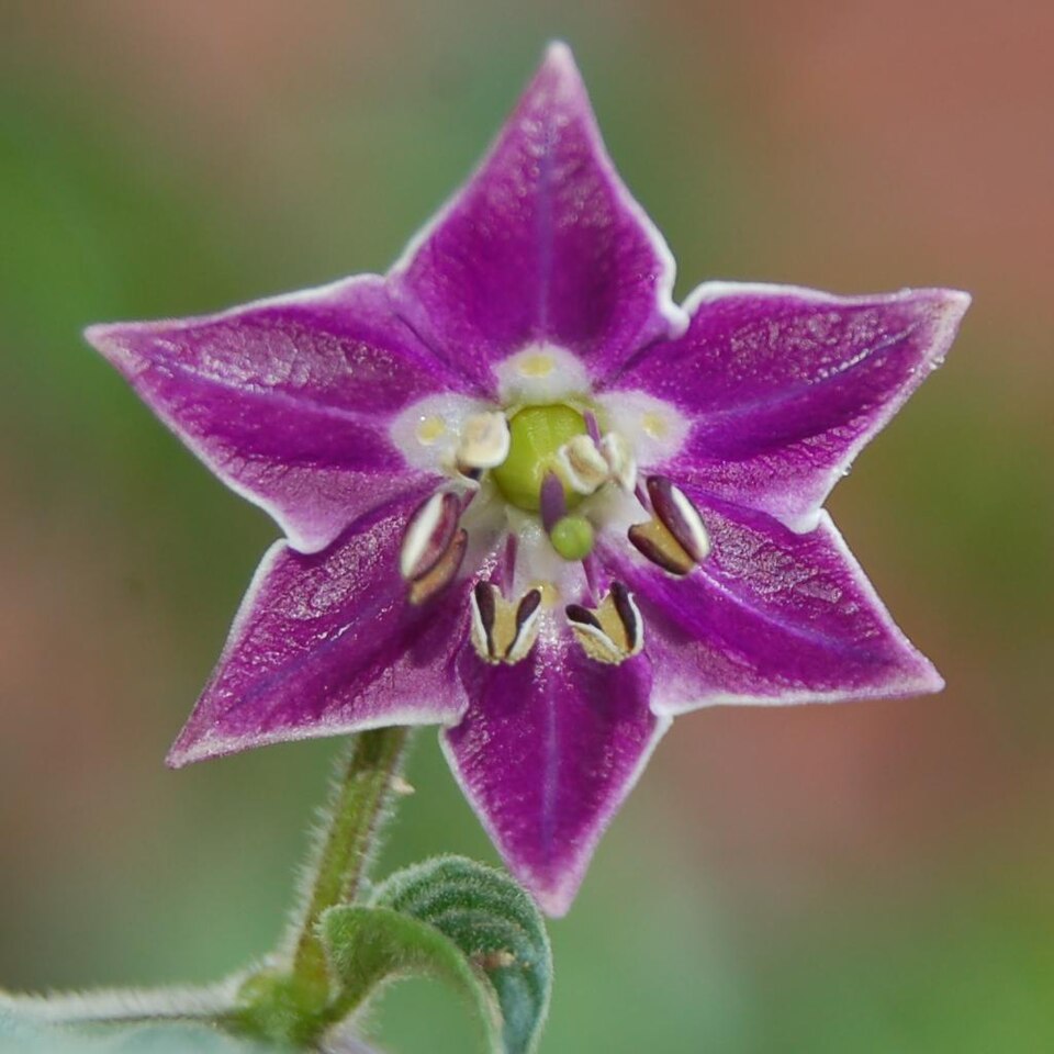 Fayl:Capsicum pubescens flower.jpg
