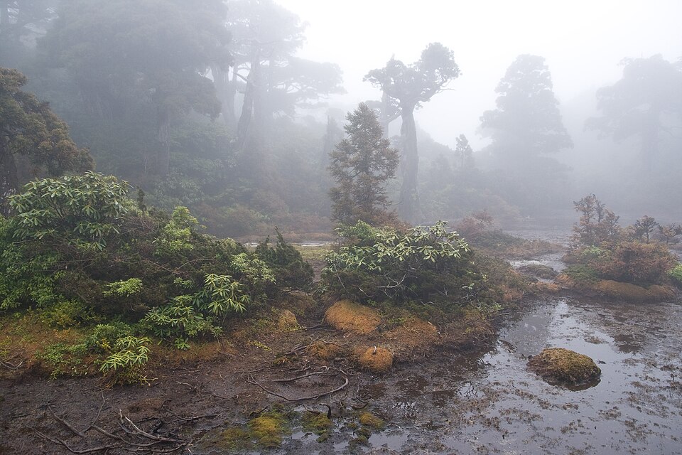 Fayl:Kohananoego Wetland 06.jpg