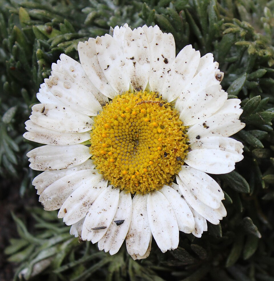 Fayl:Matricaria chamomilla flower.jpg