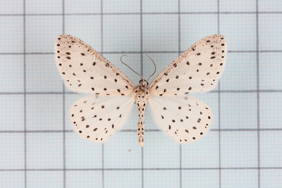 Fayl:Xenoplia trivialis.jpg