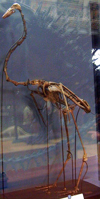 Fayl:'Palaelodus ambiguus.jpg