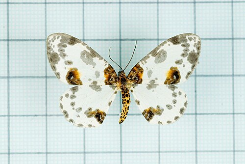Abraxas iluminata