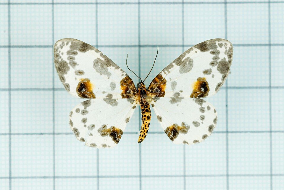 Fayl:Abraxas illuminata.jpg