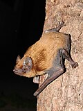 Rijaya vechernitsa