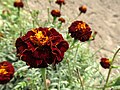 Tagetes patula (gibrid marigold)