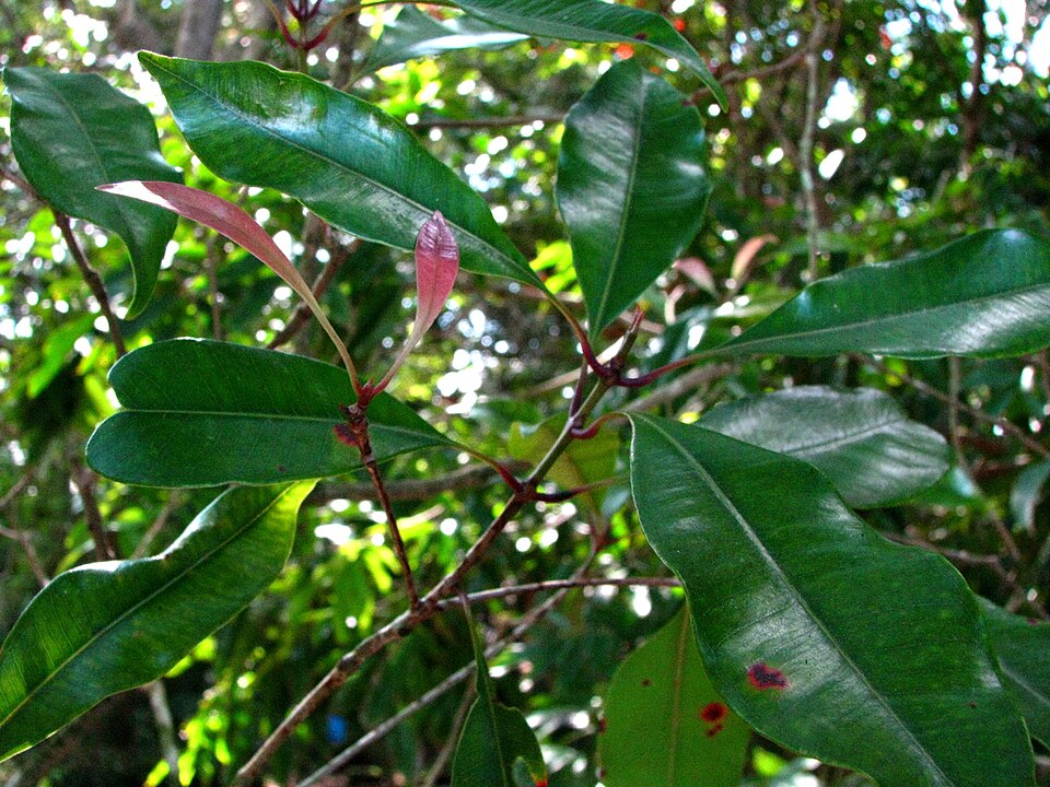 Fayl:Syzygium aromaticum (5288803347).jpg