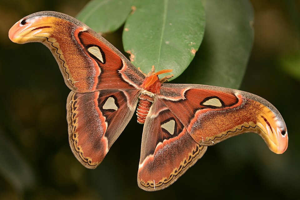 Fayl:Attacus atlas (15050883139).jpg