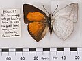 Curetis santana malayica
