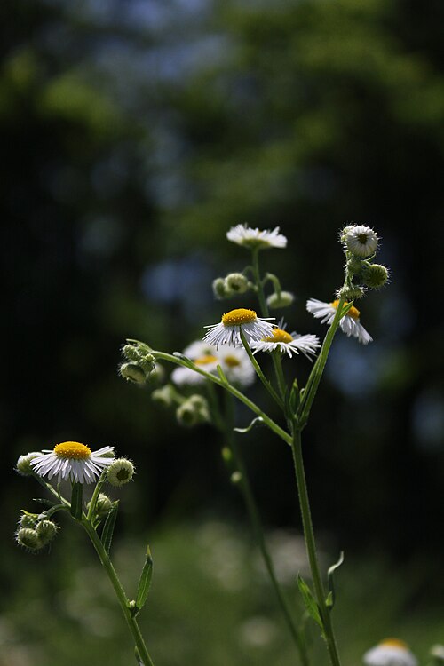 Fayl:Daisy fleabane.jpg