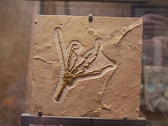 Fosillashgan eokrinoid Gogia spiralis