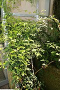 Jasminum officinale