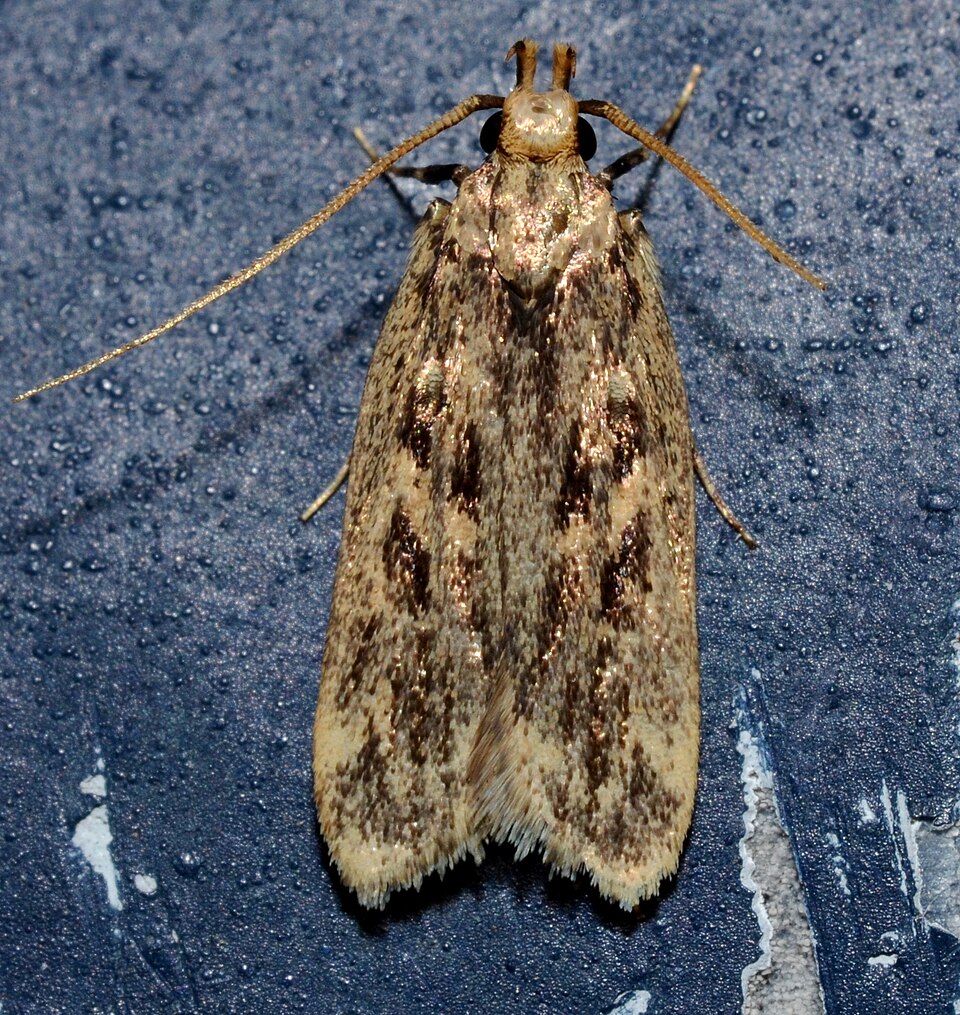 Fayl:Martyringa latipennis (14558553828).jpg