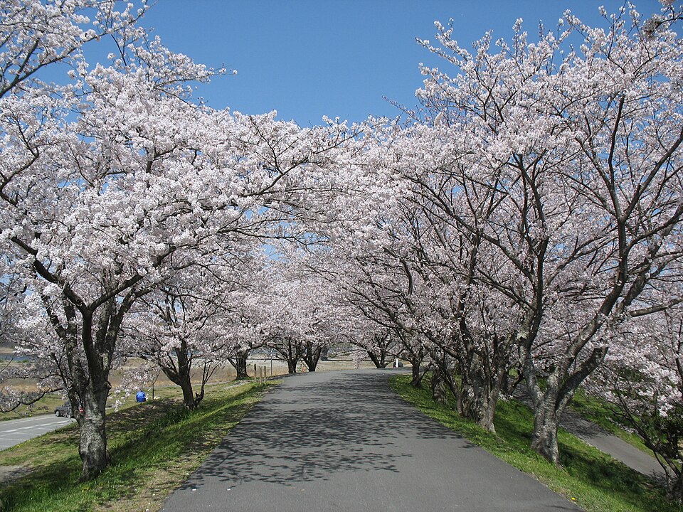 Fayl:Miya River Sakura.jpg