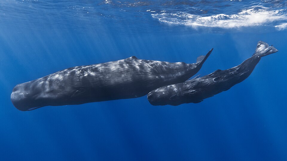 Fayl:Mother and baby sperm whale.jpg