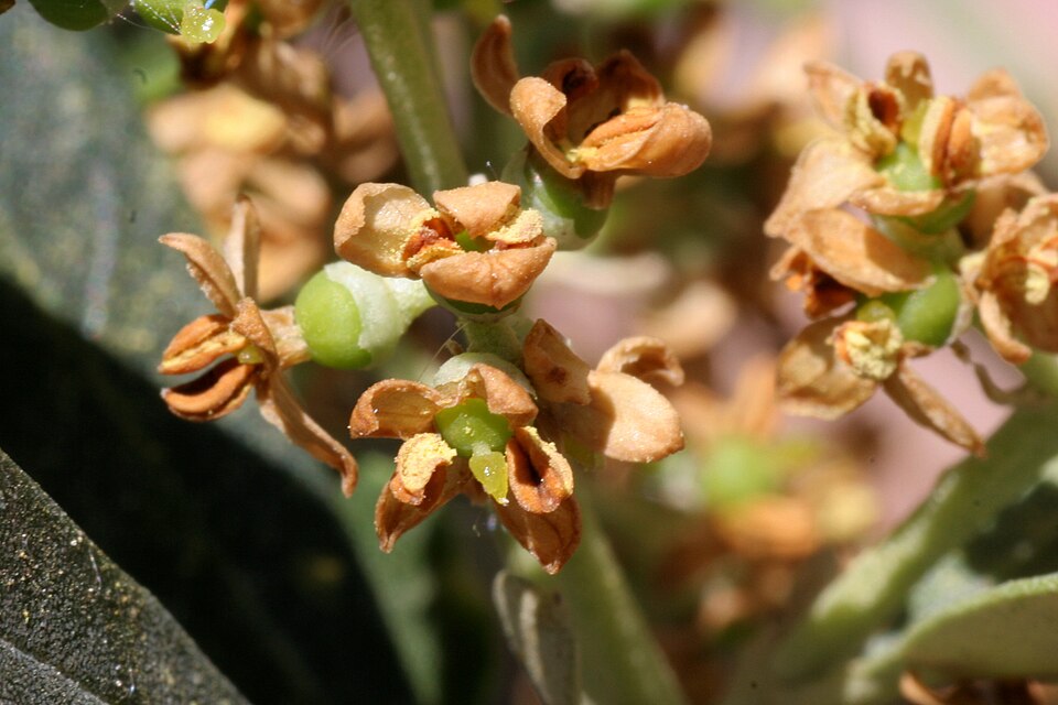 Fayl:Olive small fruits.jpg