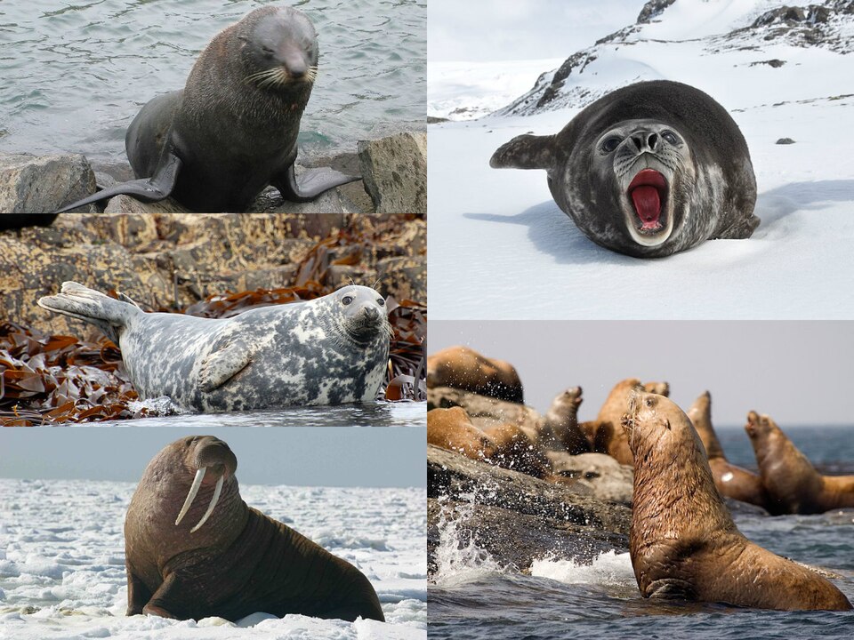 Fayl:Pinniped collage.jpg