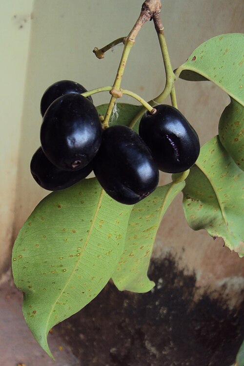 Fayl:Syzygium cumini 03.JPG