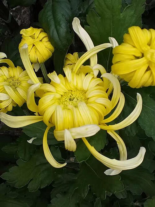 Fayl:菊花 20190929085348 01.jpg