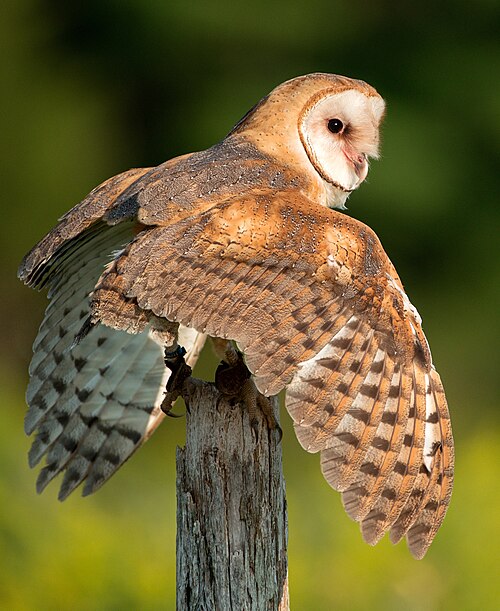Fayl:Barn Owl, Canada.jpg