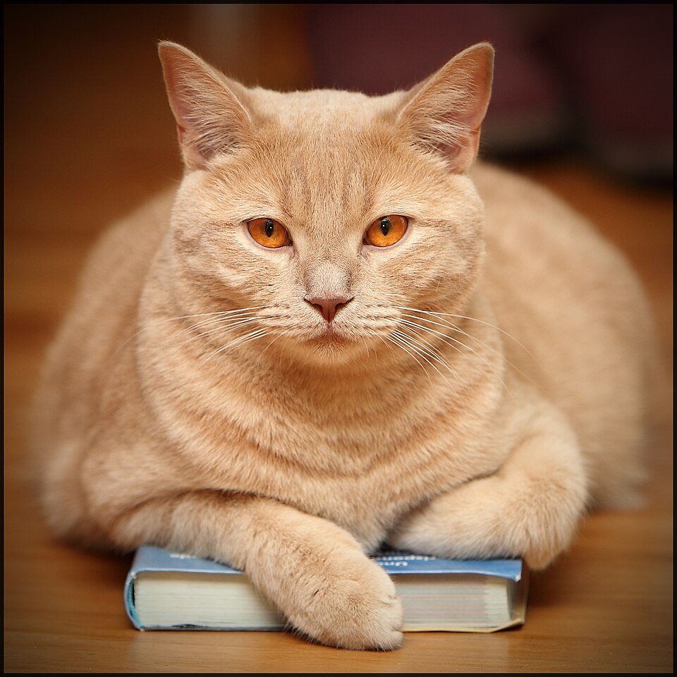 Fayl:Cat on a Book.jpg